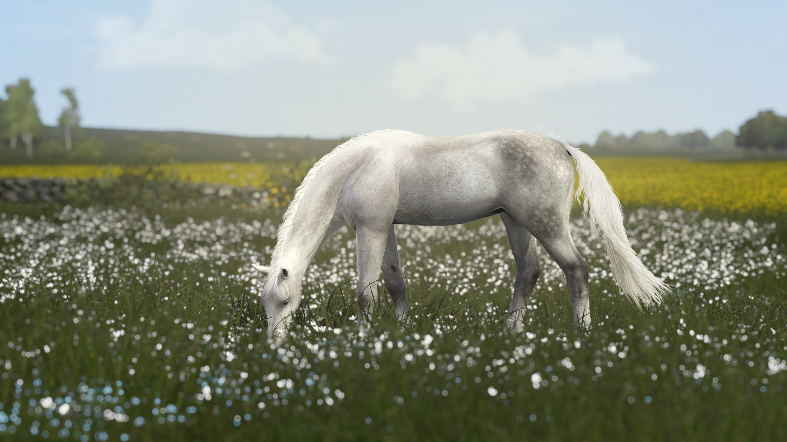 A grey horse grazing in a meadow filled with small white and blue flowers, with yellow fields and a cloudy sky in the background.
